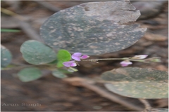 Desmodium gangeticum